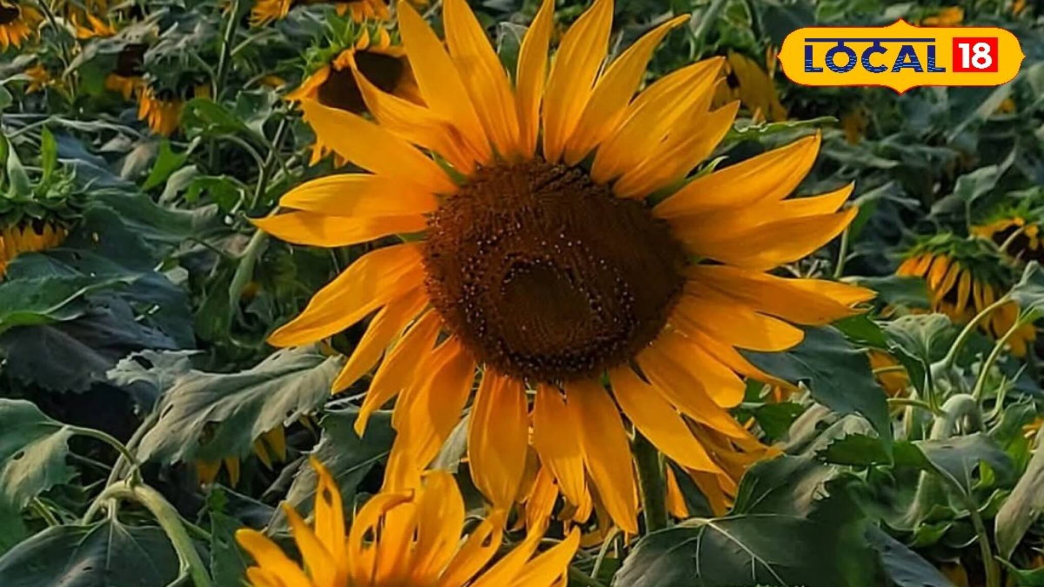 সূর্যমুখী চাষে লাভ দ্বিগুণ! ফেব্রুয়ারির মধ্যে বীজ বপন করলেই মিলবে বাম্পার ফলন