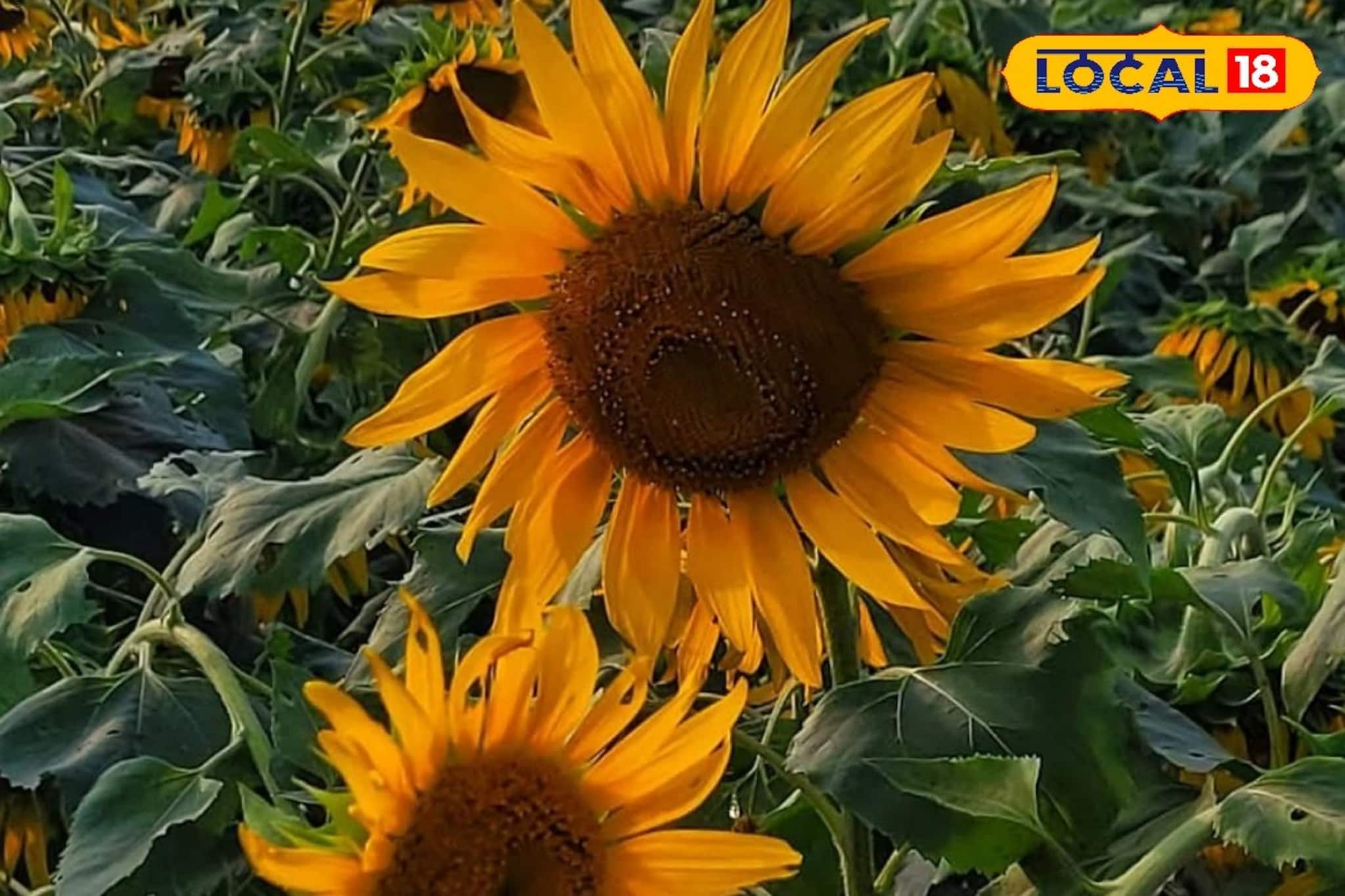 সূর্যমুখী চাষে লাভ দ্বিগুণ! ফেব্রুয়ারির মধ্যে বীজ বপন করলেই মিলবে বাম্পার ফলন