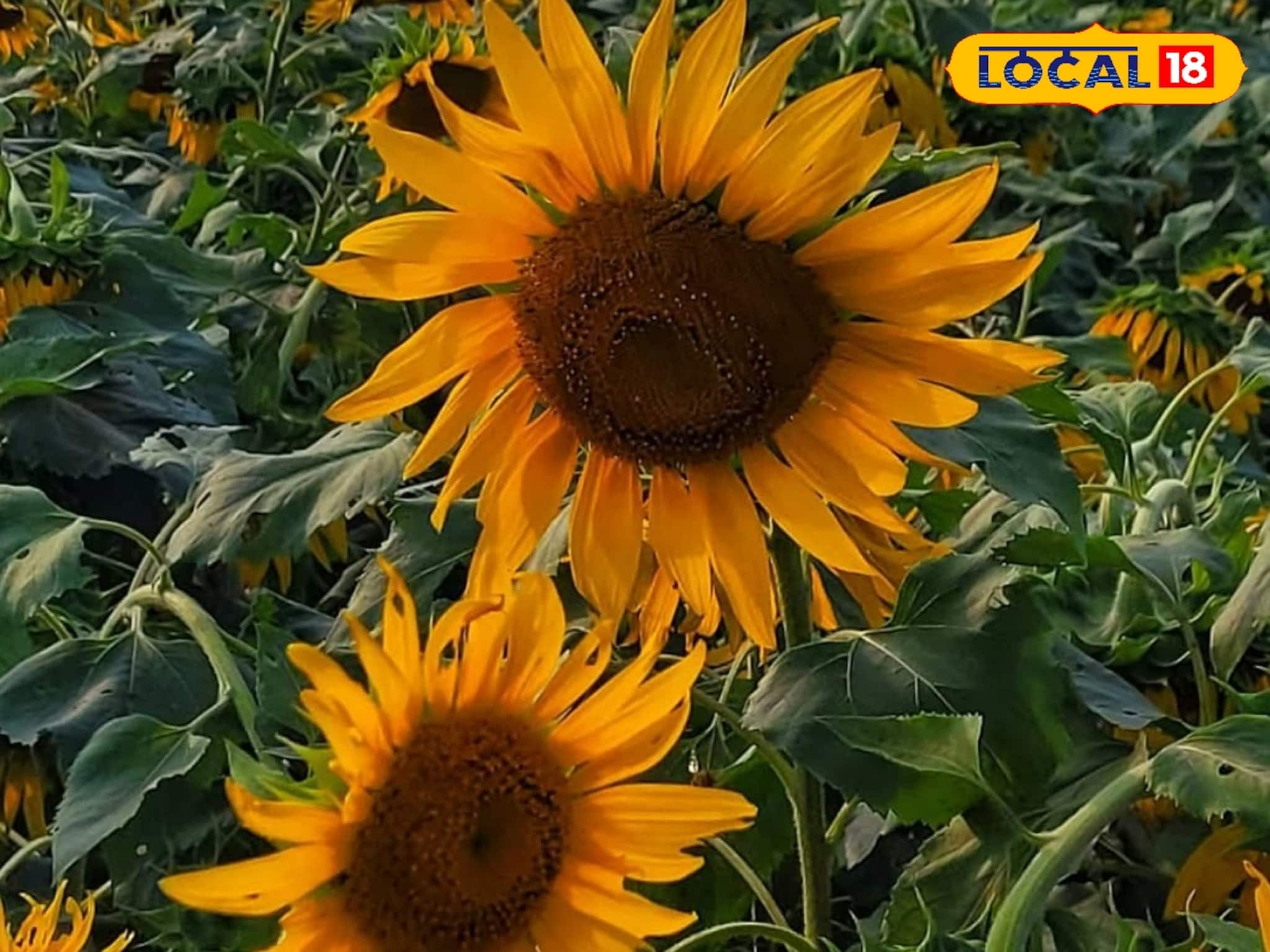 সূর্যমুখী চাষে লাভ দ্বিগুণ! ফেব্রুয়ারির মধ্যে বীজ বপন করলেই মিলবে বাম্পার ফলন