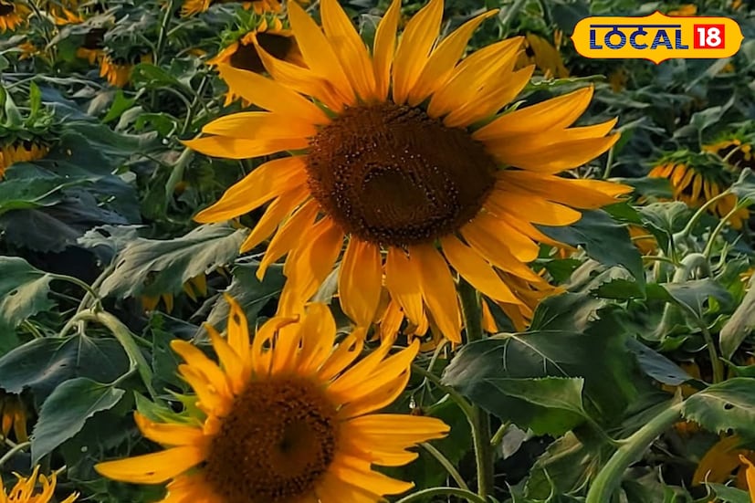 সূর্যমুখী ফসল যেমন সুন্দর, তেমনই উপকারী। এর ফুল ও বীজে অনেক ওষুধ পাওয়া যায়, যা হার্ট ও ক্যান্সারের মতো মারাত্মক রোগ থেকে রক্ষা করতে সহায়ক। এমতাবস্থায় সূর্যমুখী চাষ কৃষকদের জন্য খুবই উপকারী, কারণ এর থেকে নির্গত তেল খাদ্যে ব্যবহার করা হয়।