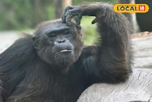 Alipore Zoo: আরও কড়া আলিপুর চিড়িয়াখানা কর্তৃপক্ষ, নিপা আতঙ্কে রক্ত পরীক্ষা হচ্ছে বানর-শিম্পাঞ্জিদের