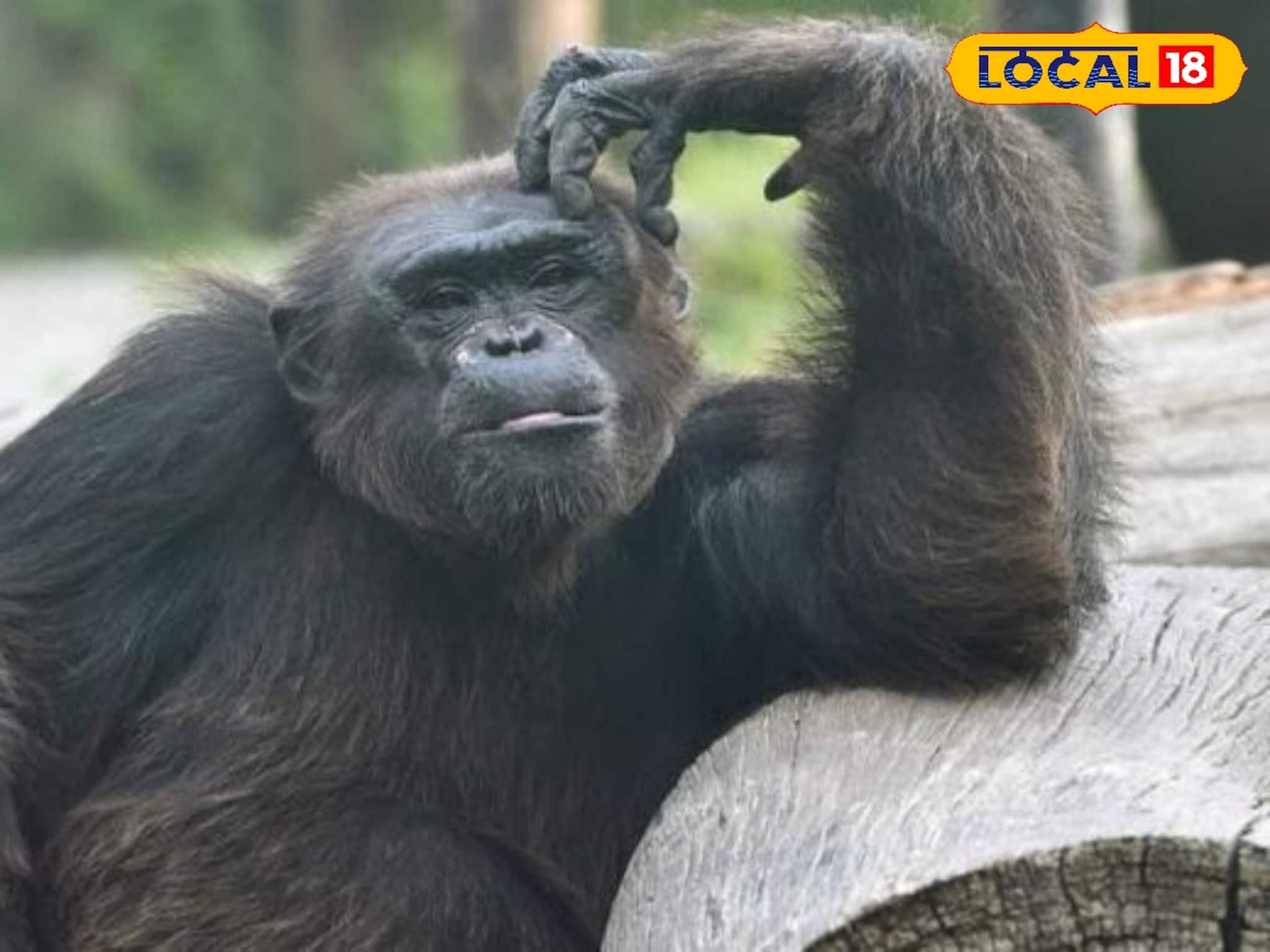 আরও কড়া আলিপুর চিড়িয়াখানা কর্তৃপক্ষ, নিপা আতঙ্কে রক্ত পরীক্ষা হচ্ছে বানর-শিম্পাঞ্জিদের