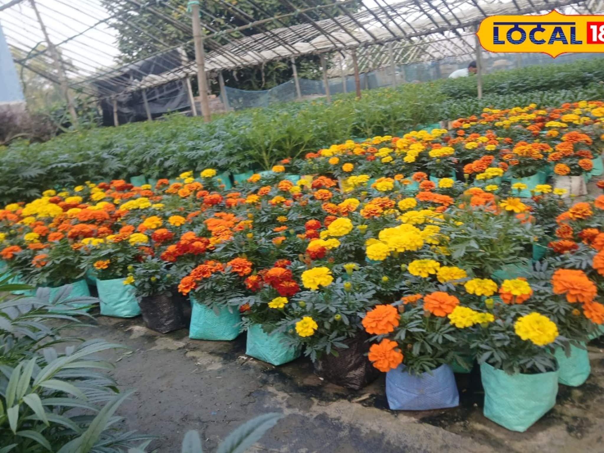 বসিরহাটে ফুলের উপত্যকা! ঘুরে আসুন রঙিন ফুলের সমারোহে বসিরহাটে ফুলের উপত্যকা! ঘুরে আসুন রঙিন ফুলের সমারোহে