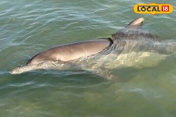 রাজ্যে ডলফিনের সংখ্যা কত! জানতে ফের শুরু হচ্ছে ডলফিন শুমারি, চলবে গঙ্গাসাগর পর্যন্ত