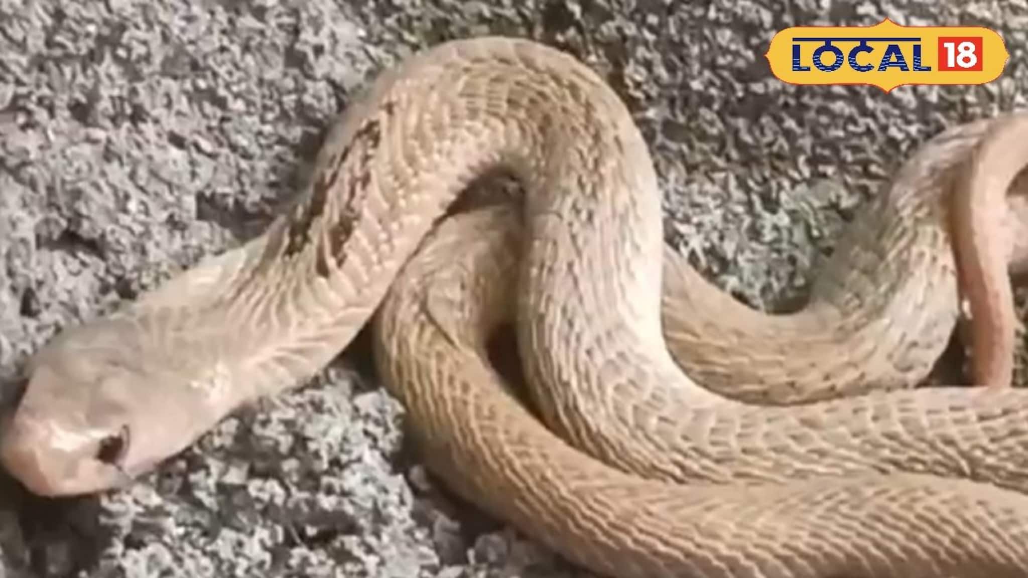 ধবধবে সাদা ওটা কিসের সঙ্গে খেলছে বিড়াল? কাছে যেতেই শিউরে উঠলেন সবাই!... এ তো বিরল সেই সাপ!