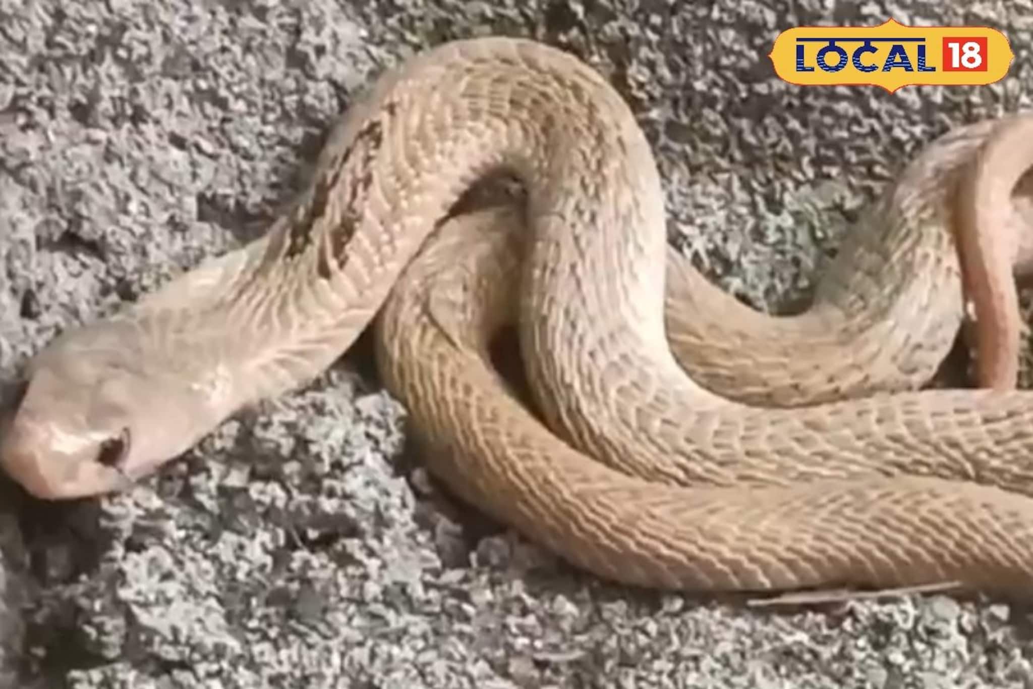 ধবধবে সাদা ওটা কিসের সঙ্গে খেলছে বিড়াল? কাছে যেতেই শিউরে উঠলেন সবাই!... এ তো বিরল সেই সাপ