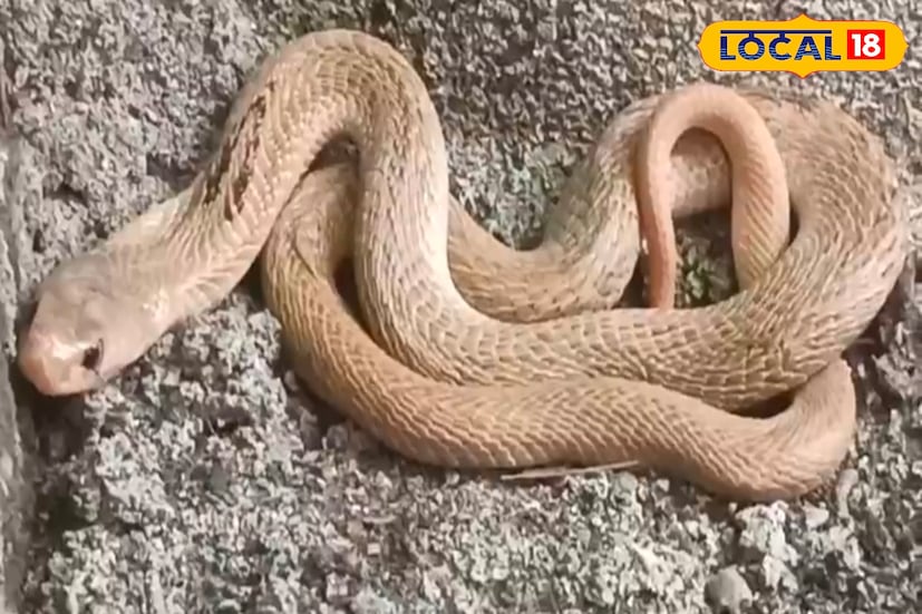 ধবধবে সাদা ওটা কিসের সঙ্গে খেলছে বিড়াল? সামনে এসে বোঝা মাত্রই চক্ষু চড়ক গাছ। এ যে বিরল প্রজাতির সাদা গোখরো। ধূপগুড়ি শহরে বিরল প্রজাতির সাদা রঙের গোখরা সাপ উদ্ধারের ঘটনাকে ঘিরে ব্যাপক চাঞ্চল্য ছড়াল। 