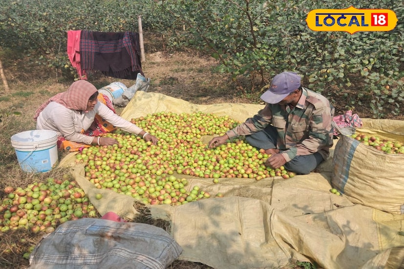 সামনেই সরস্বতী পুজো। পুজো এলেই গ্রাম ও শহরের বাজারে কুলের চাহিদা যে বেড়ে যায়, তা নতুন করে বলার অপেক্ষা রাখে না। এই বাড়তি চাহিদাকে সামনে রেখেই পূর্ব বর্ধমান জেলার পূর্বস্থলী দুই ব্লকের সরডাঙ্গা এলাকার কুলচাষিরা এখন ব্যস্ত সময় কাটাচ্ছেন। পুজোর বাজার ধরতেই সকাল হতে না হতেই শুরু হয়ে যাচ্ছে বাগানে বাগানে কুল তোলার কাজ। (তথ্য ও ছবি: বনোয়ারীলাল চৌধুরী)