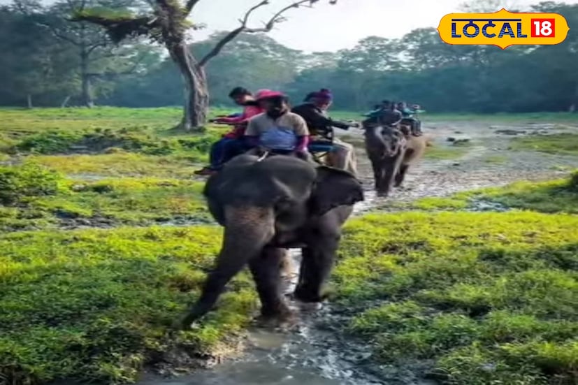  সামনেই ২৩ শে জানুয়ারি থেকে ২৬ শে জানুয়ারি পর্যন্ত রয়েছে ছুটি। একদিন সরস্বতী পুজো নিয়ে কেটে গেলে থাকছে হাতে তিনদিন। দূরে কোথাও না গেলে দুদিনের জন্য ঘুরে আসুন জলদাপাড়া জাতীয় উদ্যান। (তথ্য ও ছবি: অনন্যা দে)
