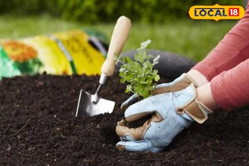 ছাদের বাগানে ভুরিভুরি ফুল, টবেই হবে ‘গুলবাহার’, সস্তার কিছু জিনিস মেশান মাটিতে, পরামর্শ...