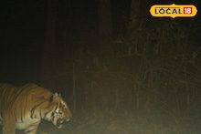 Buxa Tiger Reserve: কনকনে শীতে জঙ্গলে ঘুরে ঘুরে চলছে প্রেয়সীর খোঁজ, রাত বাড়লেই ট্র্যাপ ক্যামেরায় ধরা পড়ছে প্রেমিক