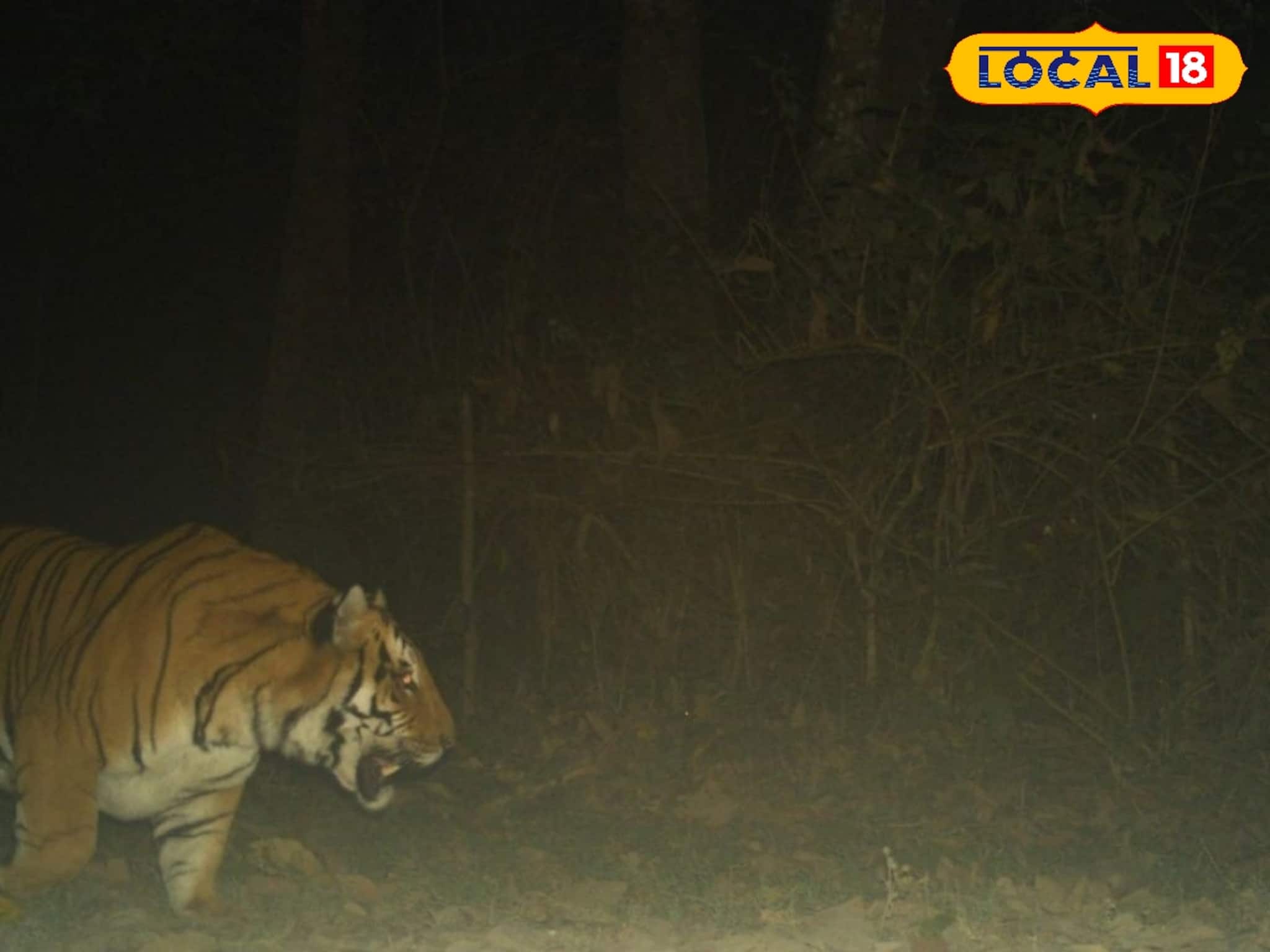 কনকনে শীতে জঙ্গলে ঘুরে ঘুরে চলছে প্রেয়সীর খোঁজ, রাত বাড়লেই ধরা পড়ছে প্রেমিকের ছবি