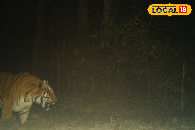 শীতকে উপেক্ষা করে সঙ্গীনির খোঁজ চালিয়ে যাচ্ছে বক্সা ব্যাঘ্র প্রকল্পের জঙ্গলে সেই বাঘটি। রাত গড়ালেই ট্র্যাপ ক্যামেরায় উঠে আসছে তার ছবি। পূর্ণবয়স্ক পুরুষ বাঘটিকে জঙ্গলে ঘুরতে দেখে স্বস্তিতে বন দফতরের কর্মী থেকে শুরু করে আধিকারিকরা। (ছবি ও তথ্য - অনন্যা দে)