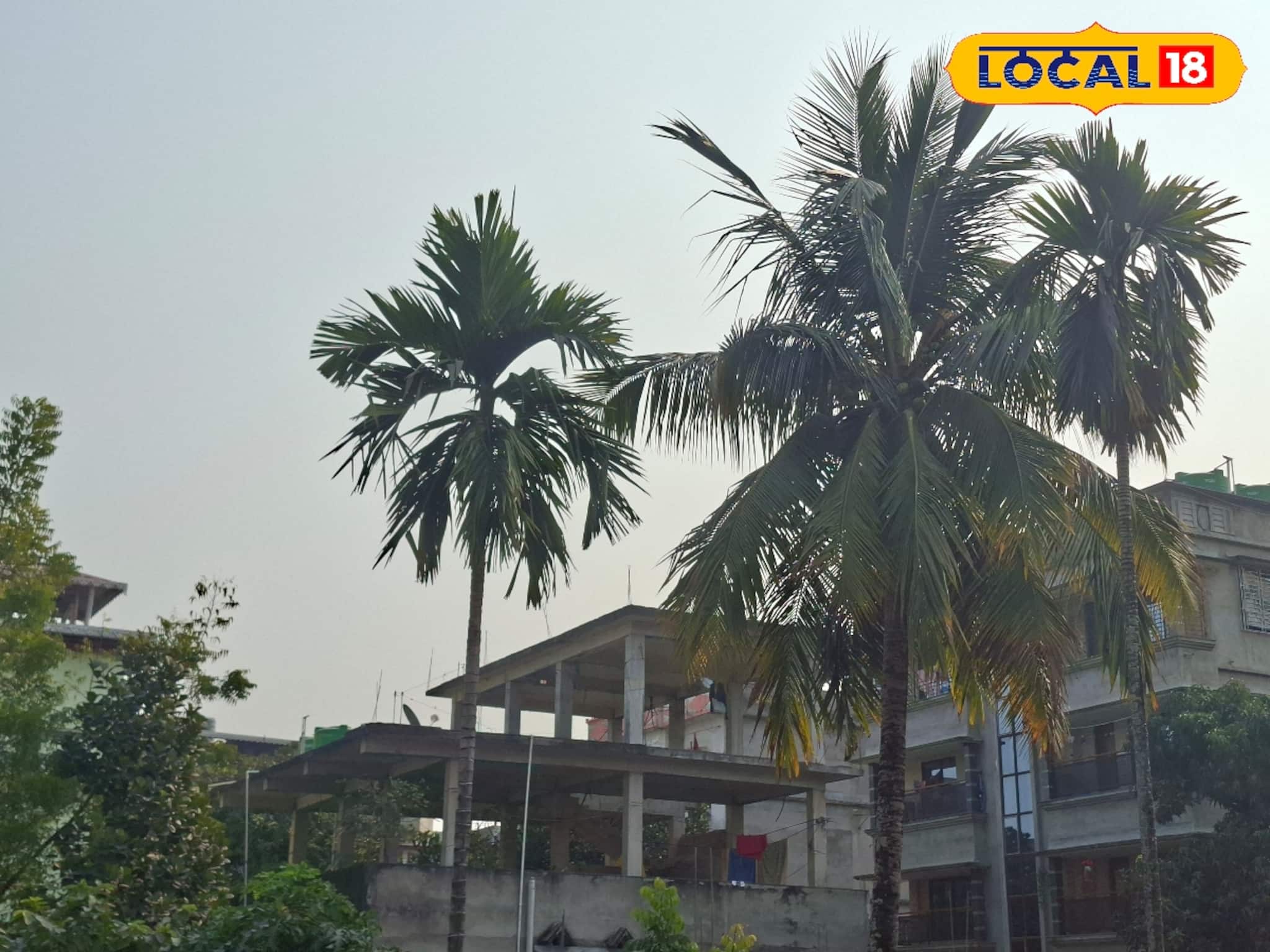 সরস্বতী পুজোর আগে আবহাওয়ার ভোলবদল, সকালে ঘন কুয়াশা আর বেলা বাড়তেই রোদের ঝলক সরস্বতী পুজোর আগে আবহাওয়ার ভোলবদল, সকালে ঘন কুয়াশা আর বেলা বাড়তেই রোদের ঝলক