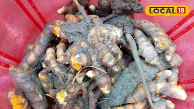 শুধু পুজোর রীতি নয়! সরস্বতী পুজোয় কাঁচা হলুদের ধর্মীয় ও ত্বক উপকারিতা জানেন ক