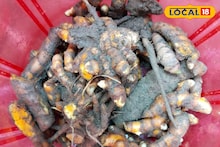 Saraswati Puja 2026: সরস্বতী পুজোয় কেন অপরিহার্য কাঁচা হলুদ? ডাক্তার বলে দিলেন একাধিক কারণ, জেনে নিন