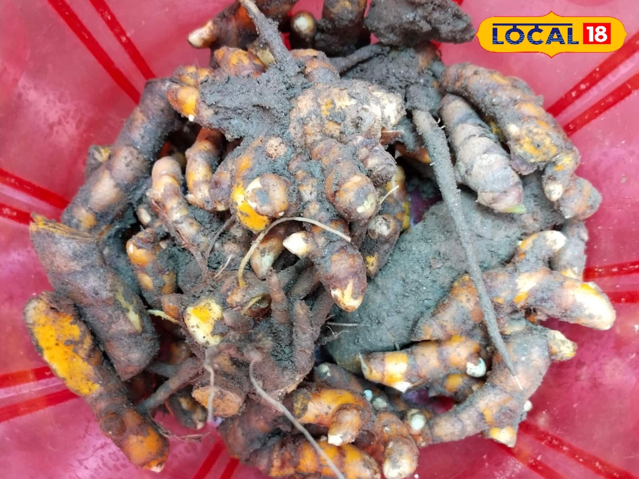 সরস্বতী পুজোয় কেন অপরিহার্য কাঁচা হলুদ? ডাক্তার বলে দিলেন একাধিক কারণ, জেনে নিন সরস্বতী পুজোয় কেন অপরিহার্য কাঁচা হলুদ? ডাক্তার বলে দিলেন একাধিক কারণ, জেনে নিন