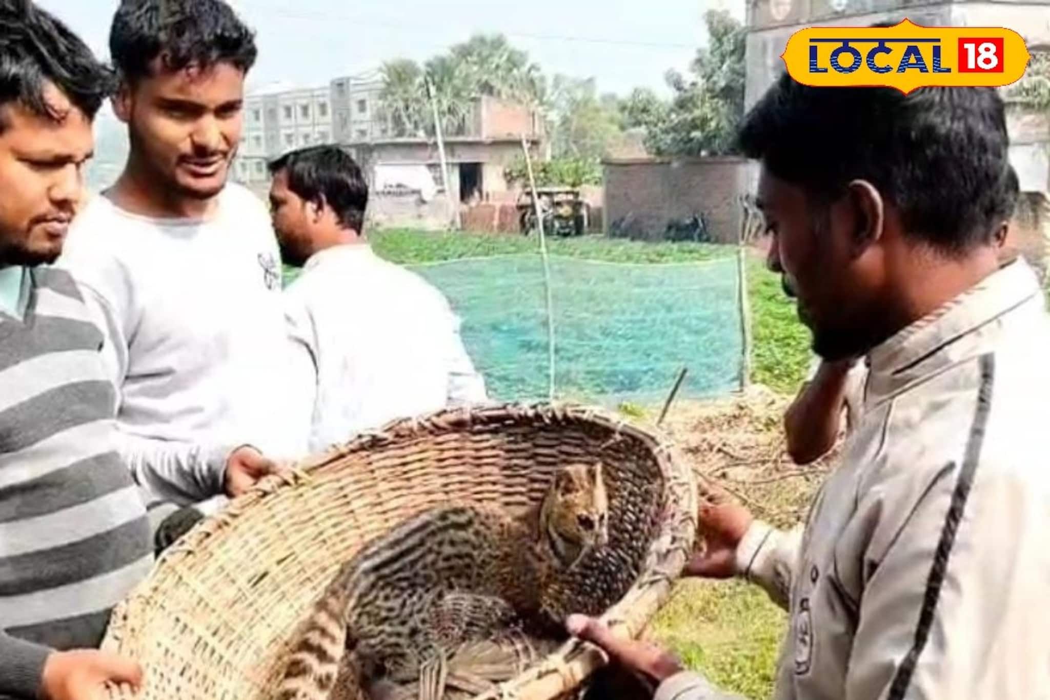 বীরভূমে উদ্ধার গন্ধগোকুল, কী এই প্রাণী জানেন? জেনে চমকে উঠবেন