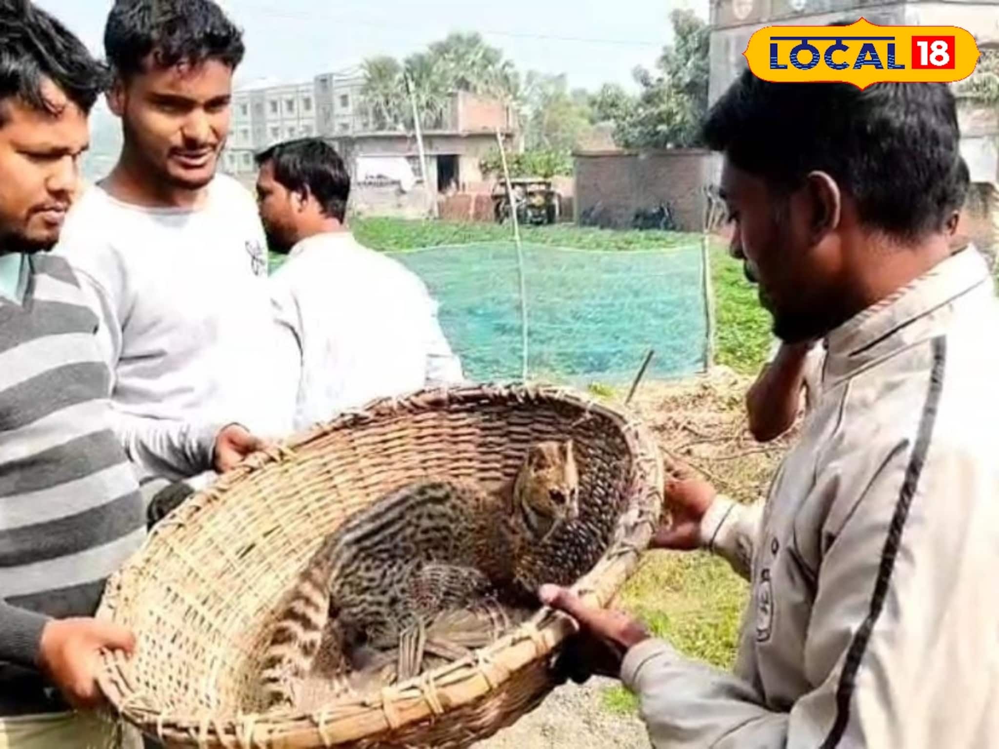 বীরভূমে উদ্ধার গন্ধগোকুল, কী এই প্রাণী জানেন? জেনে চমকে উঠবেন