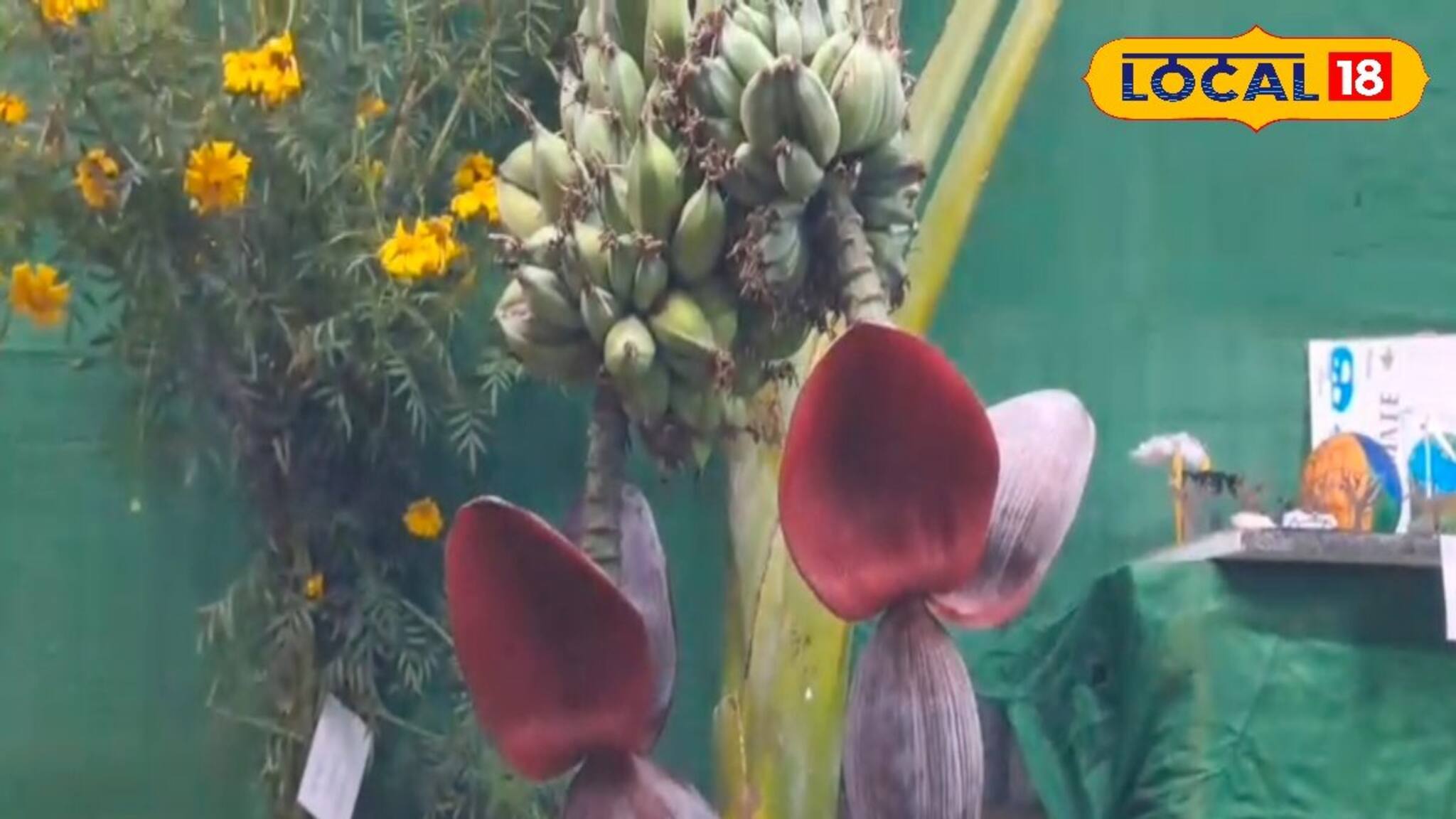 ২০ কেজির লাউ, ১৬ ফুটের ঢেঁড়শ গাছ! বারুইপুর কৃষিমেলায় ঢুকেই চোখ ছানাবড়া সকলের