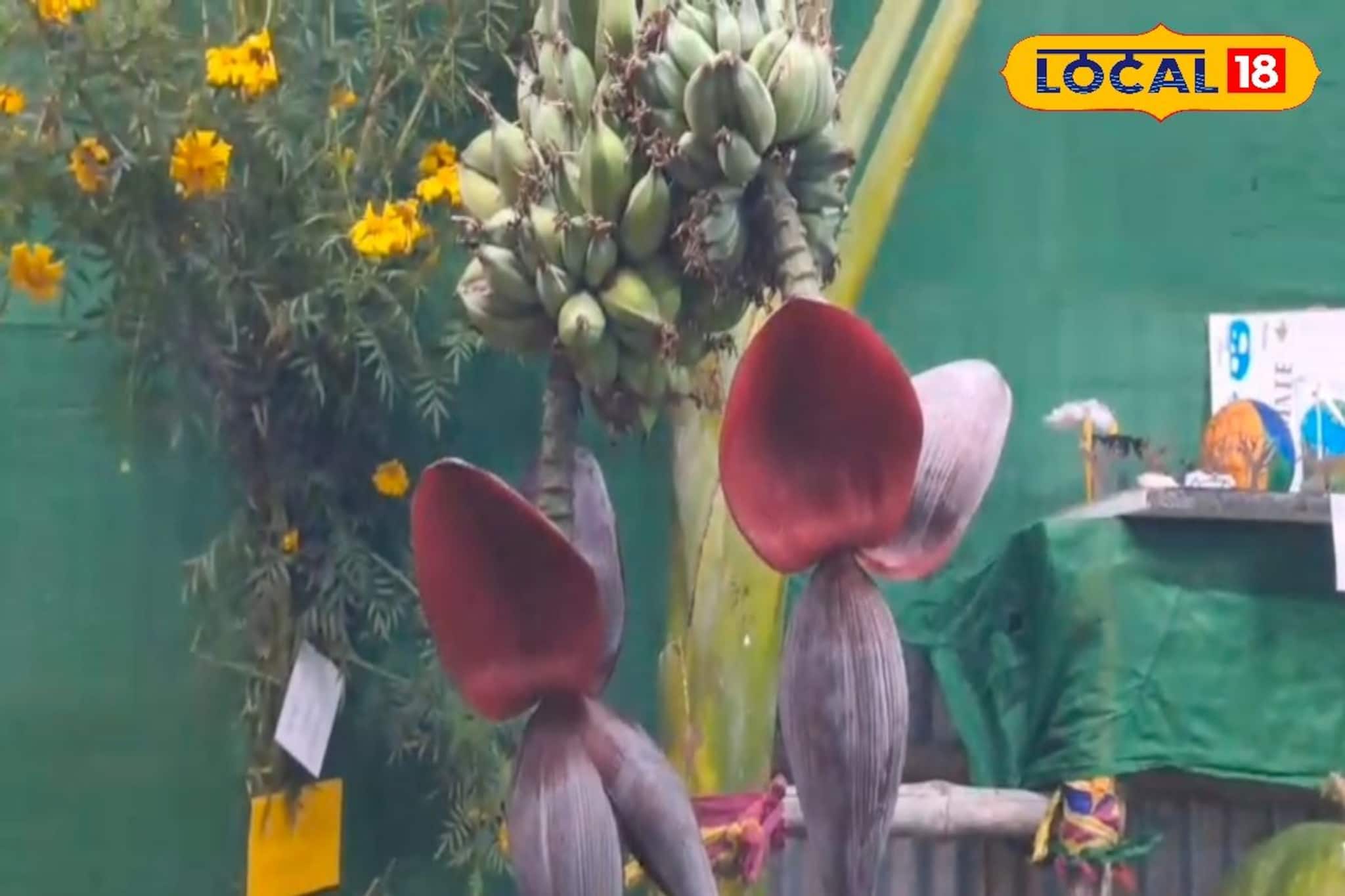 ২০ কেজির লাউ, ১৬ ফুটের ঢেঁড়শ গাছ! বারুইপুর কৃষিমেলায় ঢুকেই চোখ ছানাবড়া সকলের ২০ কেজির লাউ, ১৬ ফুটের ঢেঁড়শ গাছ! বারুইপুর কৃষিমেলায় ঢুকেই চোখ ছানাবড়া সকলের