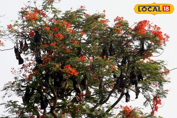 বাদুড়দের ব্লাড টেস্ট! আলিপুর চিড়িয়াখানা থেকে ধরার অনুমতি, নিপা আতঙ্কে রক্ত নিয়ে হল...