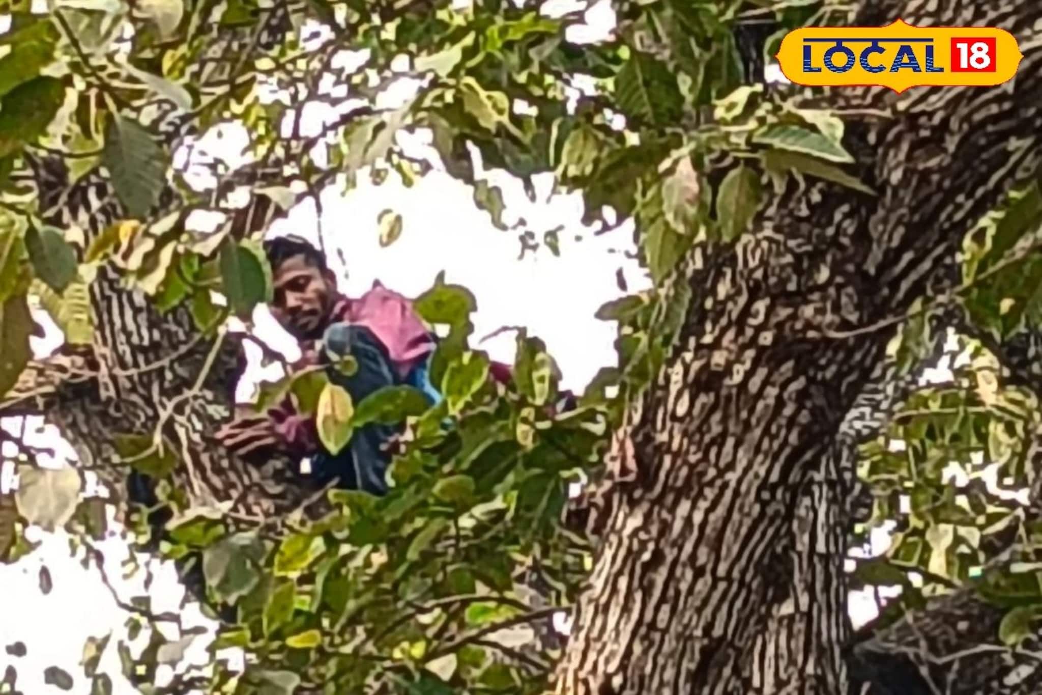 গাছে উঠে ছড়াচ্ছিলেন টাকার বান্ডিল, শেষমেষ ভিন রাজ্যের ‌যুবক এই লোভেই নামলেন নীচে
