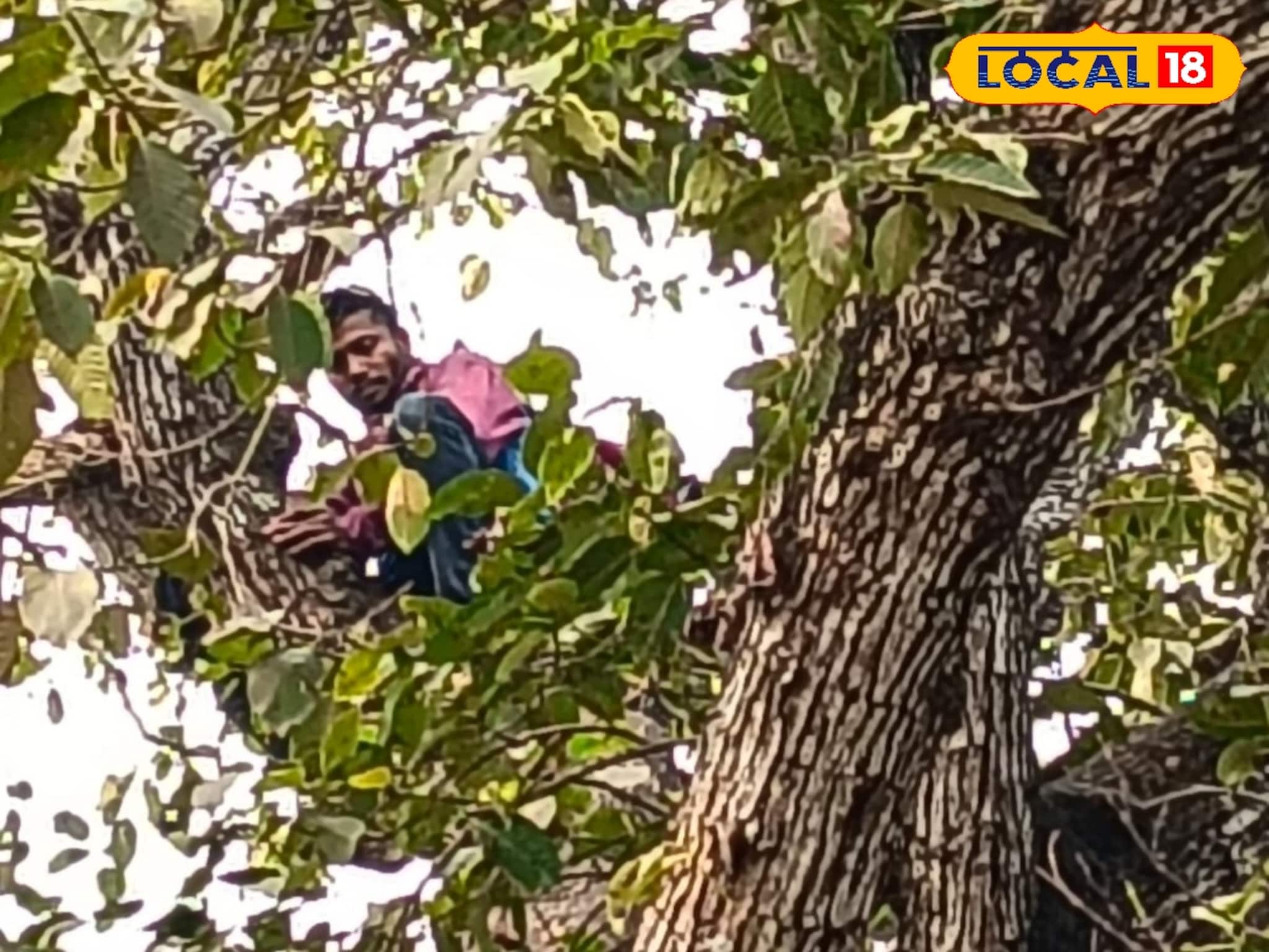 গাছে উঠে ছড়াচ্ছিলেন টাকার বান্ডিল, শেষমেষ ভিন রাজ্যের ‌যুবক এই লোভেই নামলেন নীচে