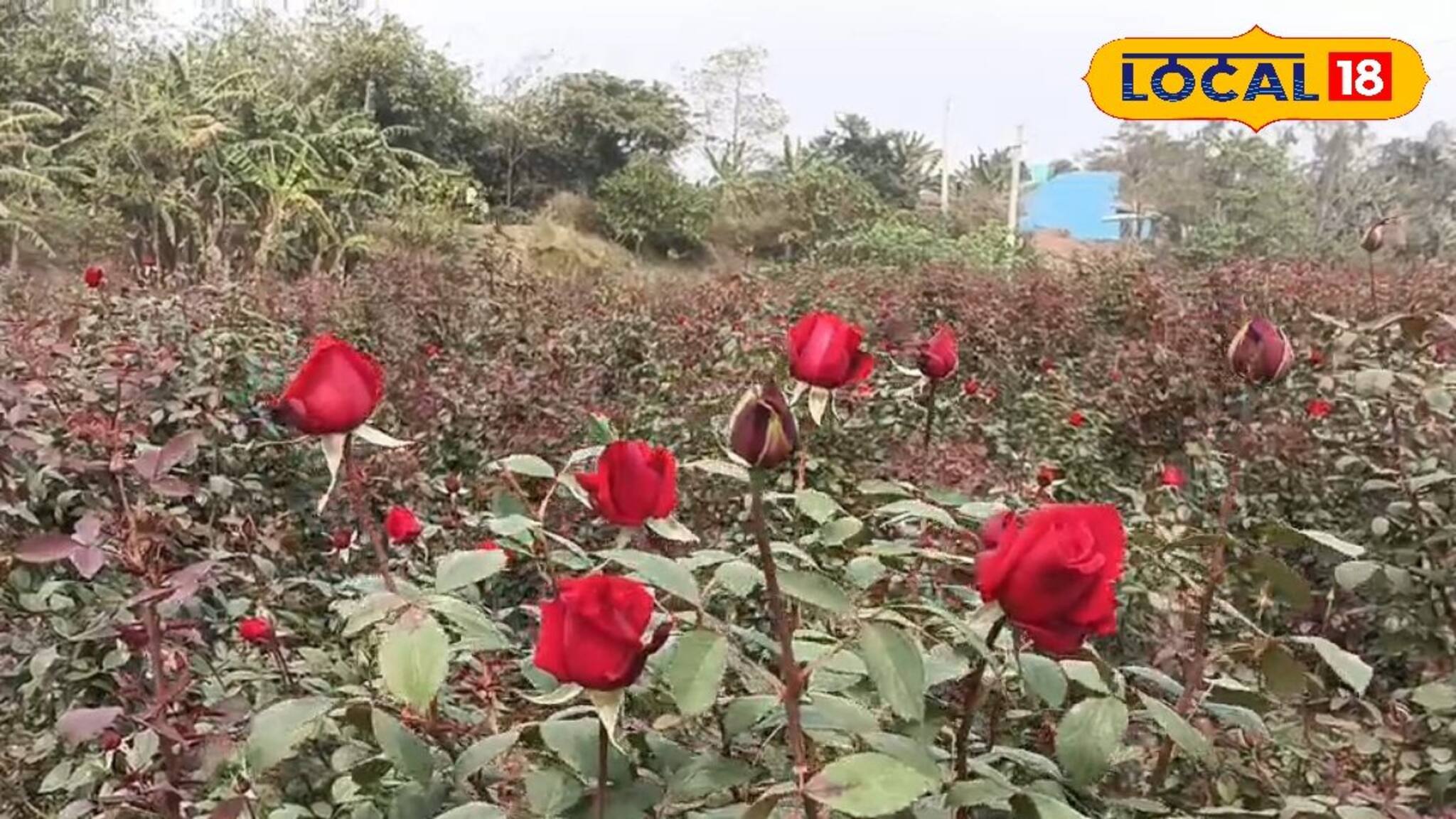 East Medinipur News: গোলাপে গোলাপে ছয়লাপ! হাইব্রিড, মিনিয়েচার, ক্লাইম্বিং...এত রকমের গোলাপ কোথায় পাওয়া যাচ্ছে জানেন?
