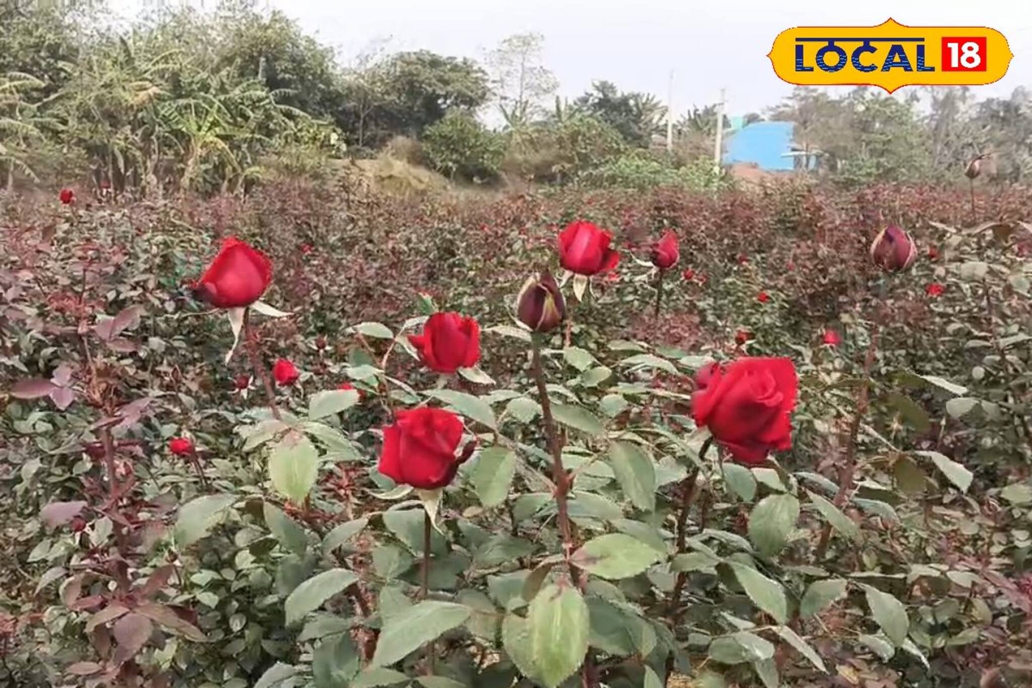 গোলাপে গোলাপে ছয়লাপ! হাইব্রিড, মিনিয়েচার, ক্লাইম্বিং...এত গোলাপ কোথায় পাওয়া যাচ্ছে?