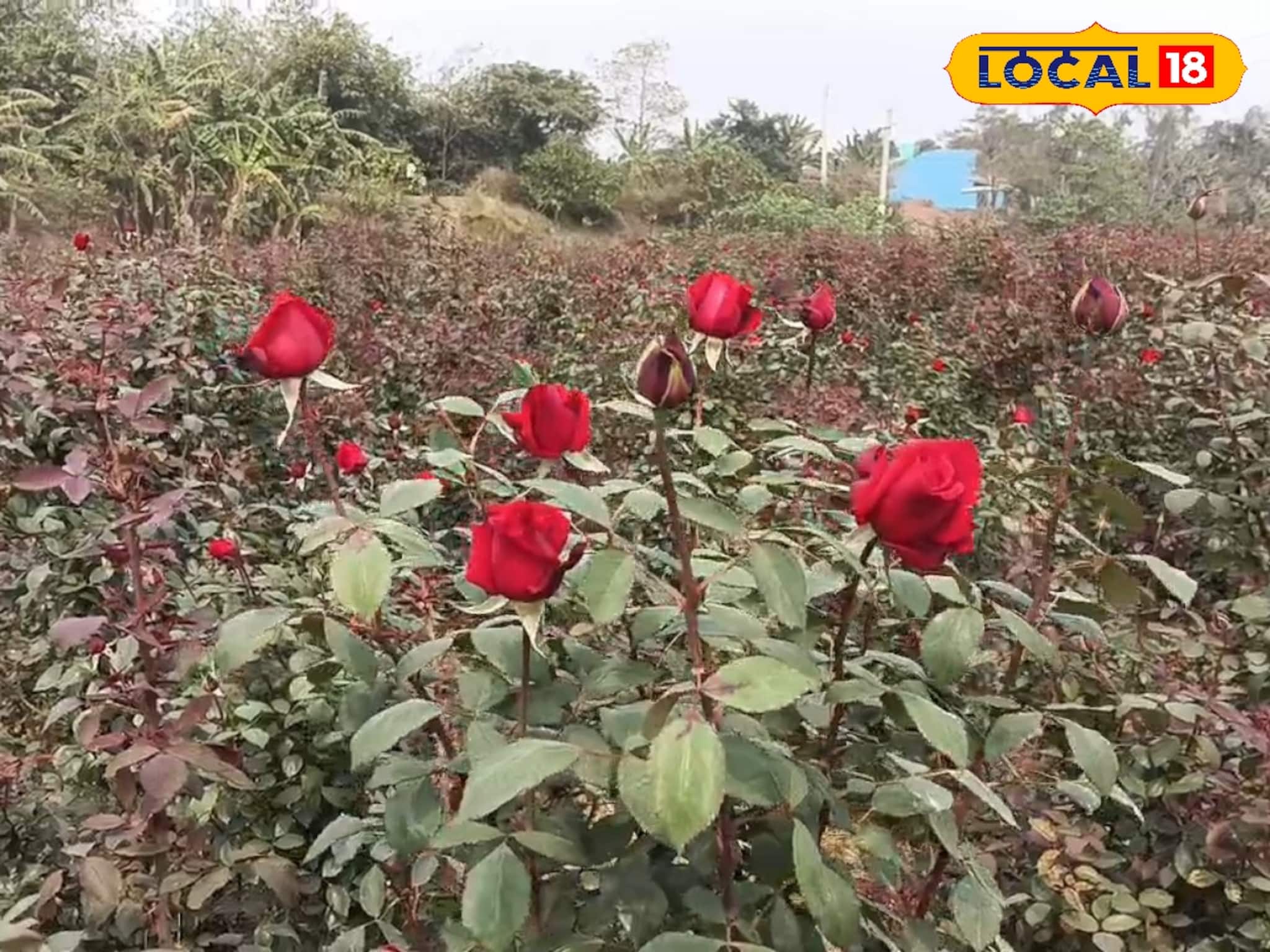 গোলাপে গোলাপে ছয়লাপ! হাইব্রিড, মিনিয়েচার, ক্লাইম্বিং...এত গোলাপ কোথায় পাওয়া যাচ্ছে?