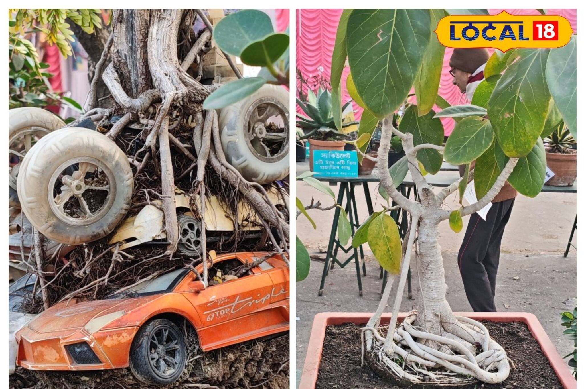 বনসাই গাছে আর্ট ওয়ার্ক ফুটিয়ে তোলার টিপস, আপনার 'রুম' হয়ে উঠবে একেবারে 'হোটেলের' মতো! বনসাই গাছে আর্ট ওয়ার্ক ফুটিয়ে তোলার টিপস, আপনার 'রুম' হয়ে উঠবে একেবারে 'হোটেলের' মতো!