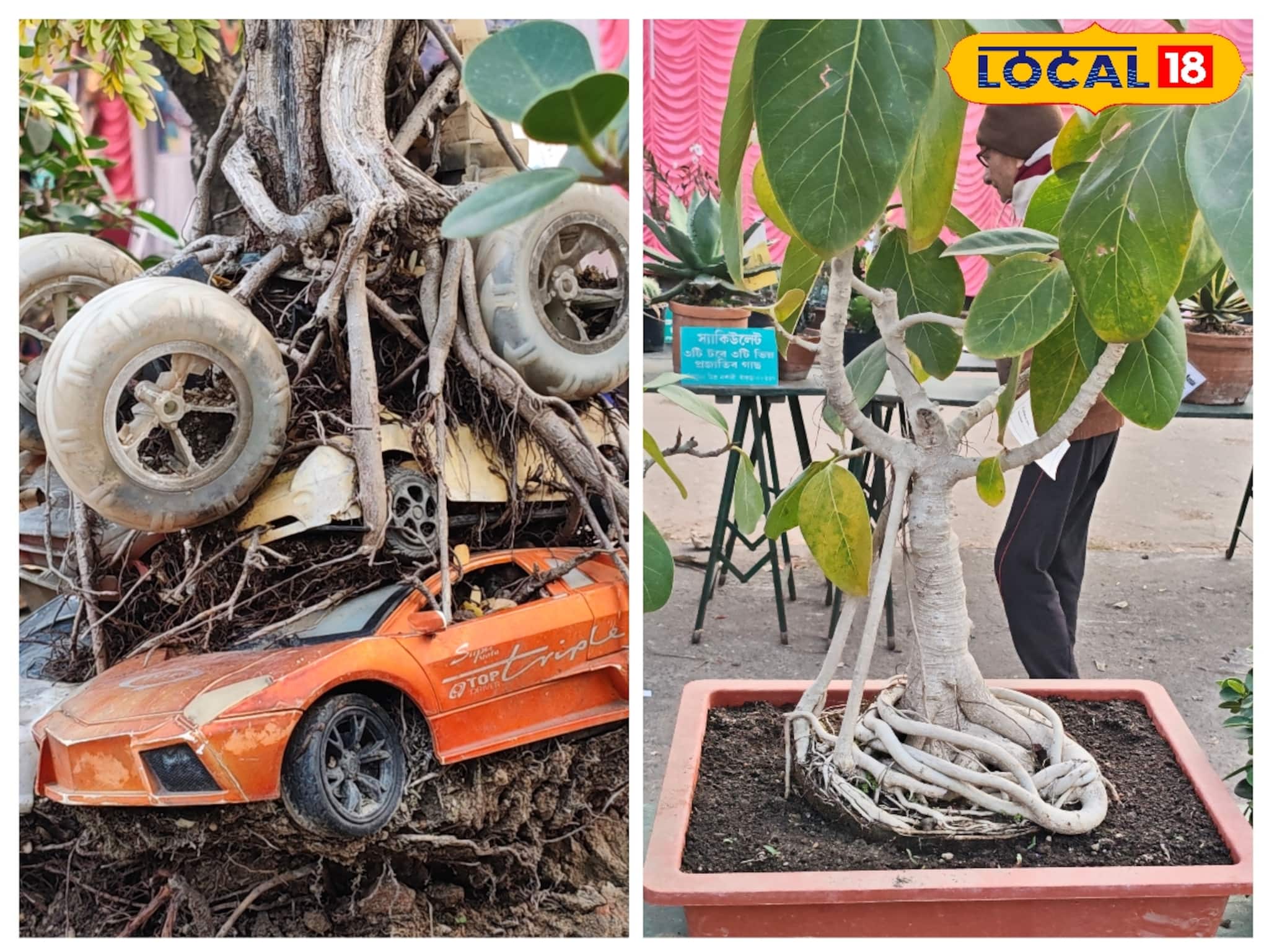 বনসাই গাছে আর্ট ওয়ার্ক ফুটিয়ে তোলার টিপস, আপনার 'রুম' হয়ে উঠবে একেবারে 'হোটেলের' মতো!