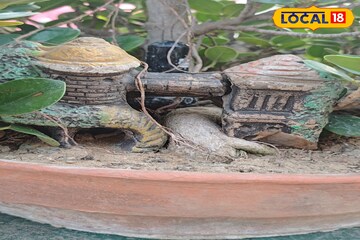 বনসাই গাছে আর্ট ওয়ার্ক ফুটিয়ে তোলার টিপস, আপনার 'রুম' হয়ে উঠবে একেবারে 'হোটেলের' মতো!