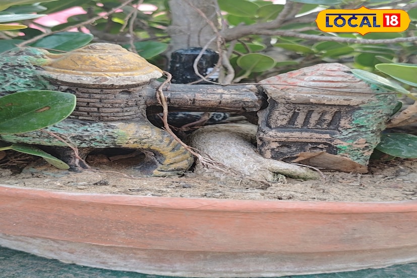 বাঁকুড়ার বিভিন্ন নার্সারিতে এখন চোখে পড়ছে অভাবনীয় সব অদ্ভুত দর্শন গাছ। কোনও গাছের পেট অস্বাভাবিকভাবে মোটা, কোনও গাছের গোড়ায় তৈরি হয়েছে ছোট্ট একটি বাড়ি, আবার কোথাও গাছের শিকড়ের ফাঁকে জায়গা করে নিয়েছে খেলনা গাড়ি। এই অভিনব গাছগুলি বাঁকুড়ার নার্সারি কালচারকে নতুন মাত্রা দিয়েছে। এক নজরে দেখলে যেমন অবাক হতে হয়, তেমনই এর পেছনের কৌশল জানলে বিস্ময় আরও বাড়ে।