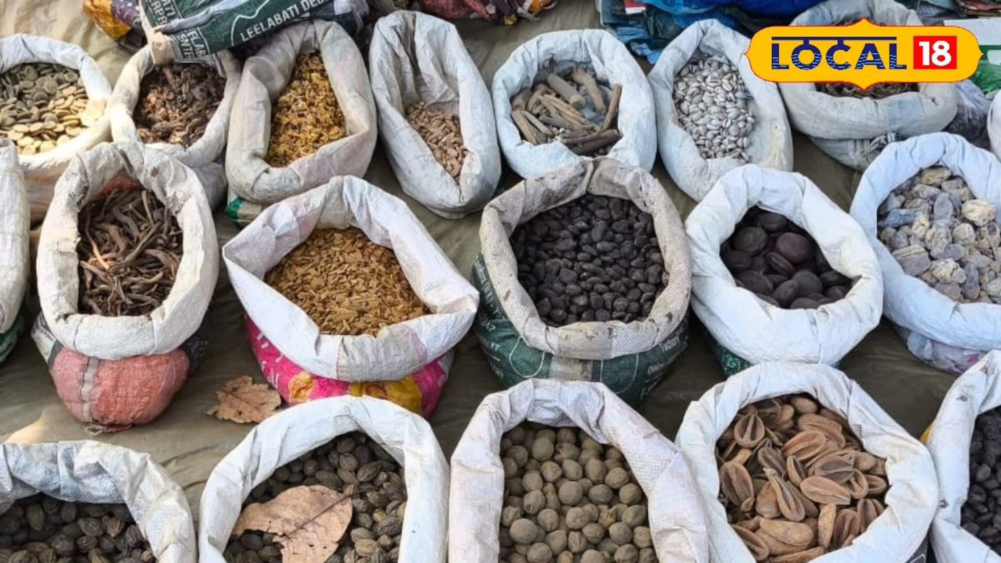 Bankura News: আয়ুর্বেদিক ও লোকজ ফলের বীজের সবচেয়ে বড় মার্কেট বাঁকুড়ায়, দেখুন ছবিতে