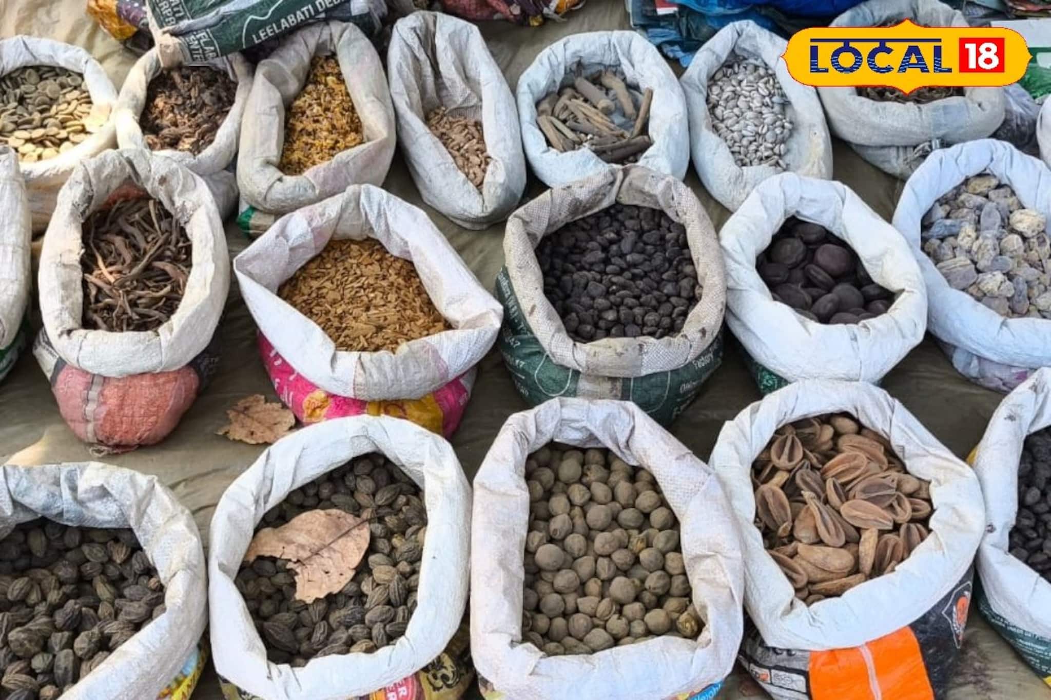 আয়ুর্বেদিক লোকজ ফলের বীজের সবচেয়ে বড় মার্কেট বাঁকুড়ায়, দেখুন ছবিতে