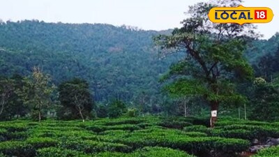 চা বাগান 