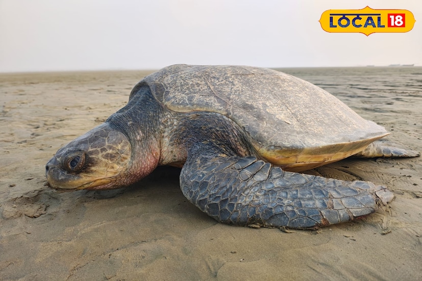 তিনদিনের ব্যবধানে দু'টি সামুদ্রিক কাছিম পথ ভুলে নদীতে! দিশেহারা অলিভ রিডলে দুই সামুদ্রিক কাছিমকে নদী থেকে ফেরান হল সমুদ্রে। তিন দিনের ব্যবধানে দু'টি কাছিম দিক ভুলে নদীতে চলে আসে। (ছবি ও তথ্য: রাকেশ মাইতি)