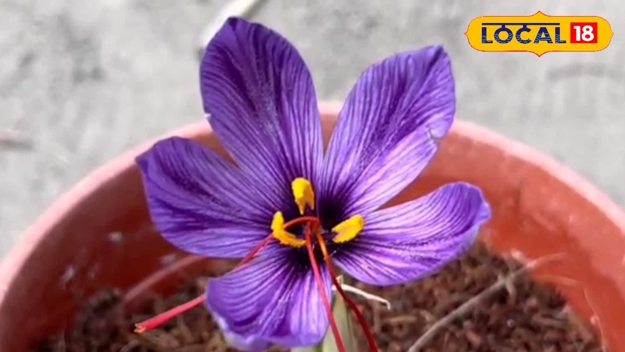 বেলডাঙায় শিক্ষকের হাতে টবে ফুটে উঠল কাশ্মীরের কেশর! কী করে টবে ফোটালেন তিনি? জেনে নিন