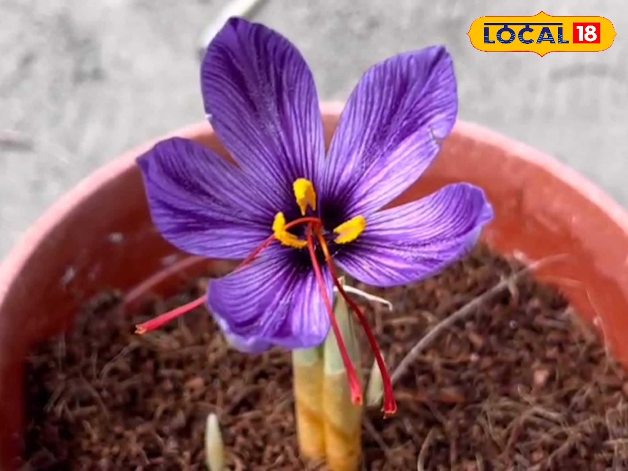 বেলডাঙায় শিক্ষকের হাতে টবে ফুটে উঠল কাশ্মীরের কেশর! কী করে টবে ফোটালেন তিনি? জেনে নিন