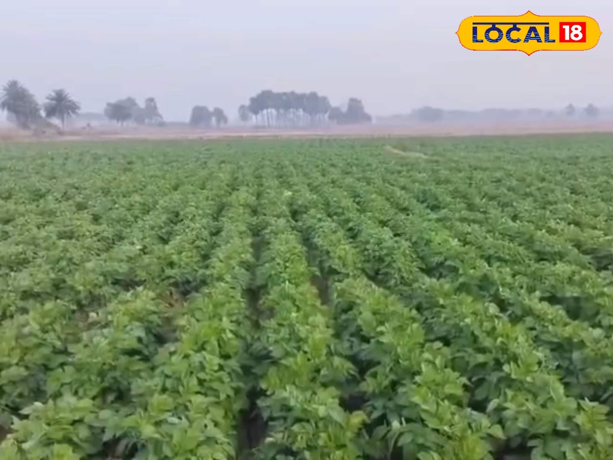 আলু চাষে দুর্যোগের মেঘ! ঘন কুয়াশা ও খামখেয়ালি আবহাওয়ায় ব্যাপক ক্ষতির আশঙ্কা