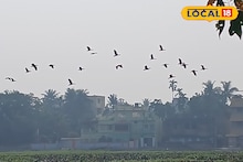Winter Birds: শীতের শেষ বেলায় পাখি প্রেমীদের মন ভরল সাঁতরাগাছি ঝিলে!