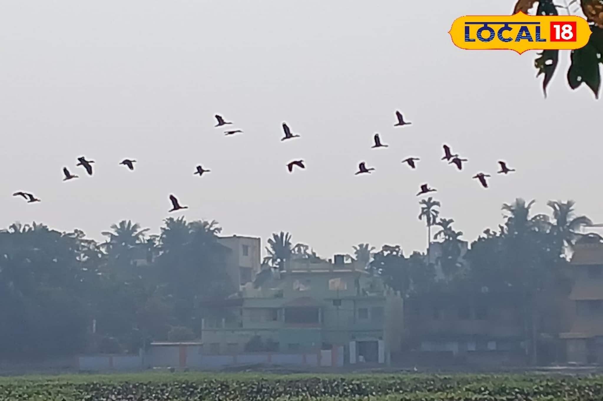 শীতের শেষ বেলায় পাখি প্রেমীদের মন ভরল সাঁতরাগাছি ঝিলে!