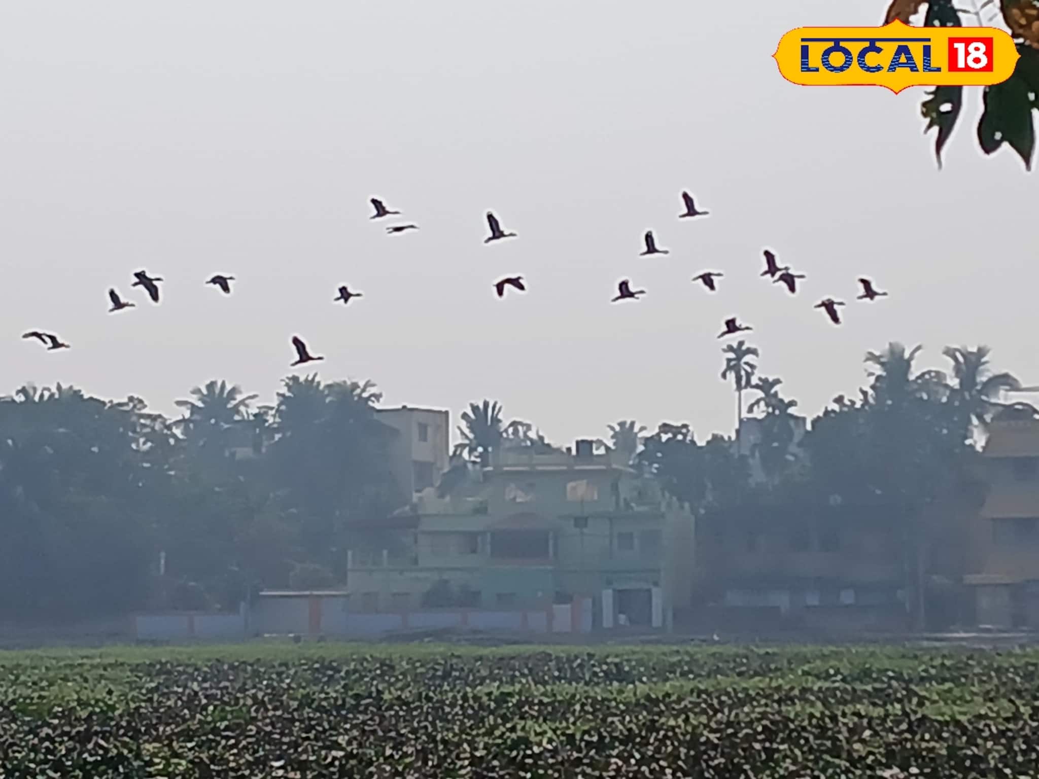 শীতের শেষ বেলায় পাখি প্রেমীদের মন ভরল সাঁতরাগাছি ঝিলে!