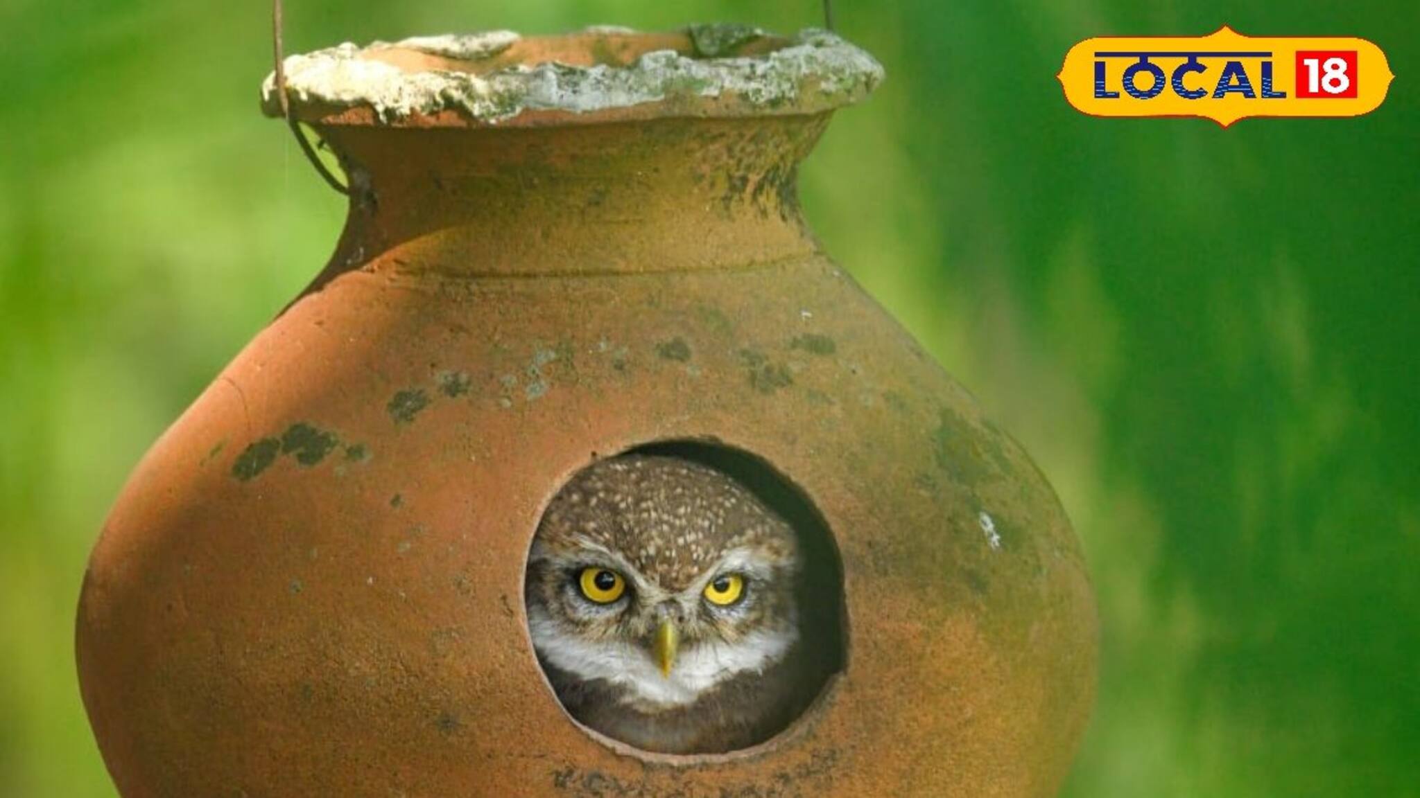 East Bardhaman News: বাদুড় ধরবে পেঁচা, কমবে নিপার ভয়! জাতীয় পুরস্কার প্রাপ্ত শিক্ষকের