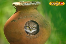 East Bardhaman News: বাদুড় ধরবে পেঁচা, কমবে নিপার ভয়! অভিনব দাওয়াই বর্ধমানের জাতীয় পুরস্কার প্রাপ্ত শিক্ষকের