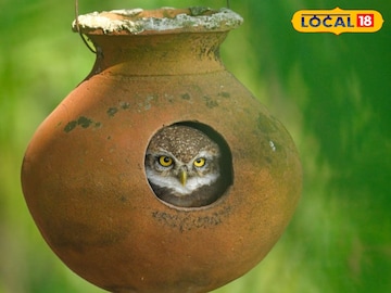 প্যাঁচার