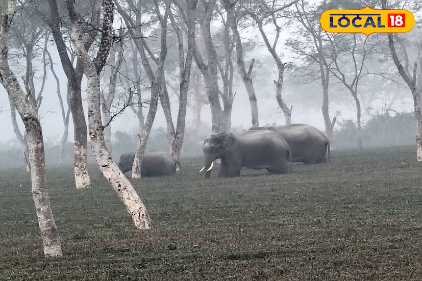 ঘন কুয়াশায় ঢেকে রয়েছে আলিপুরদুয়ার জেলার বিভিন্ন এলাকা। এরই মাঝে চা বাগানে দাপিয়ে বেড়াচ্ছে তিনটি হাতি। কাজকর্ম সব বন্ধ রেখে বাগান থেকে বেরিয়ে এসেছেন বাগান শ্রমিকরা। এই ঘটনায় পাটকাপাড়া চা বাগানে রীতিমতো আতঙ্ক ছড়াল। (ছবি ও তথ্যঃ অনন্যা দে)