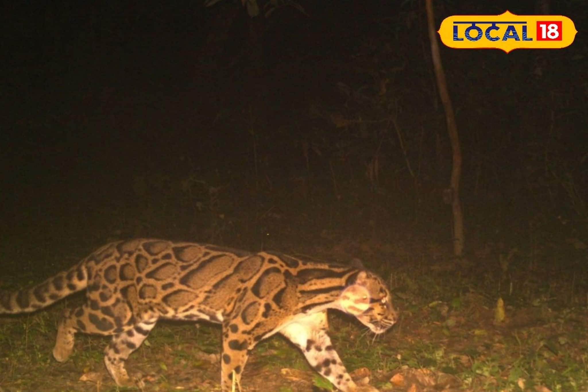 বাঘের পর এবারে বক্সা জঙ্গলে দেখা মিলল ক্লাউডেড লেপার্ড... সামনে এল তার ছবি